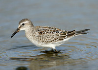 White-rumped Sandpiper Calidris fuscicollis