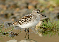 White-rumped Sandpiper Calidris fuscicollis