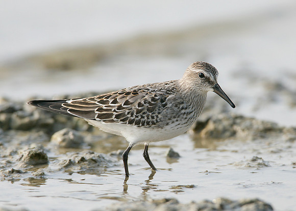 White-rumped Sandpiper Calidris fuscicollis