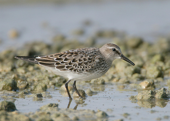 White-rumped Sandpiper Calidris fuscicollis