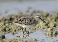 White-rumped Sandpiper Calidris fuscicollis