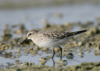 White-rumped Sandpiper Calidris fuscicollis