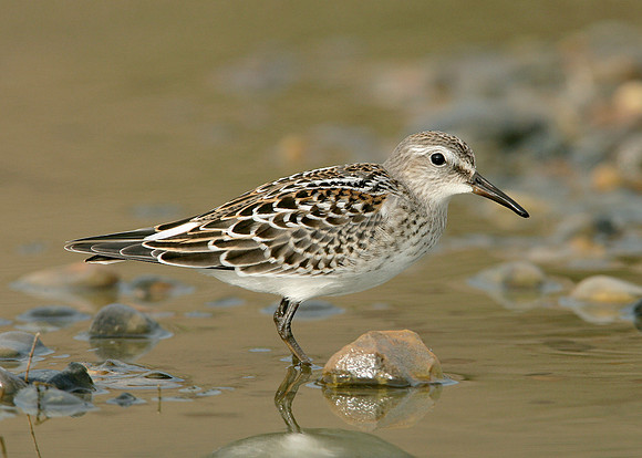 White-rumped Sandpiper Calidris fuscicollis