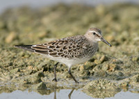 White-rumped Sandpiper Calidris fuscicollis