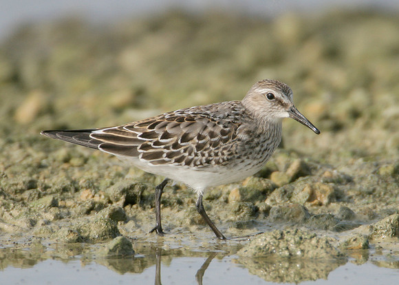 White-rumped Sandpiper Calidris fuscicollis