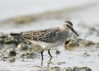 White-rumped Sandpiper Calidris fuscicollis