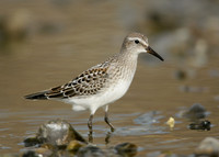 White-rumped Sandpiper Calidris fuscicollis