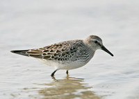 White-rumped Sandpiper Calidris fuscicollis