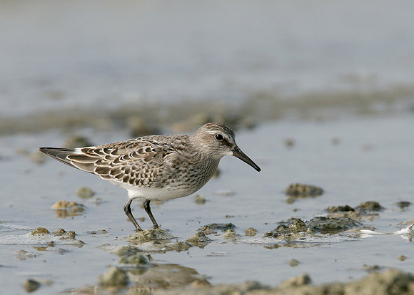 White-rumped Sandpiper Calidris fuscicollis