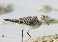 White-rumped Sandpiper Calidris fuscicollis