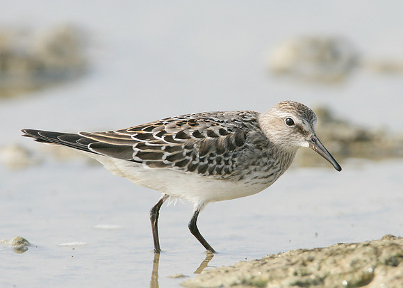 White-rumped Sandpiper Calidris fuscicollis
