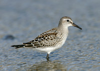 White-rumped Sandpiper Calidris fuscicollis