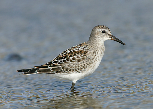 White-rumped Sandpiper Calidris fuscicollis