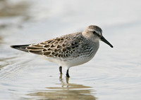 White-rumped Sandpiper Calidris fuscicollis