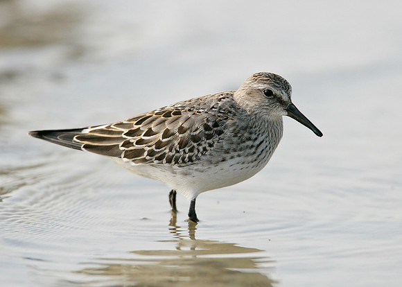 White-rumped Sandpiper Calidris fuscicollis