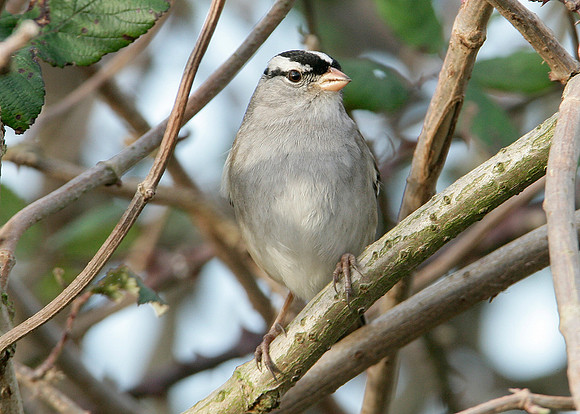 White-crowned Sparrow Zonotrichia leucophrys