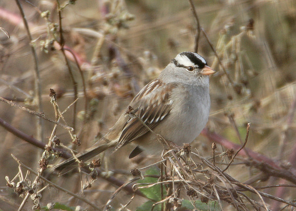White-crowned Sparrow Zonotrichia leucophrys