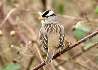 White-crowned Sparrow Zonotrichia leucophrys