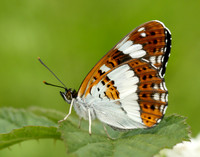 White Admiral Limenitis camilla