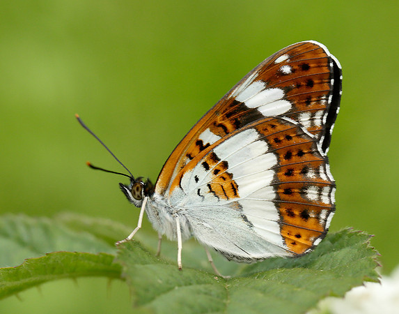 White Admiral Limenitis camilla