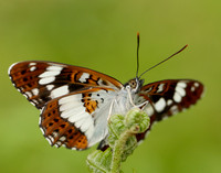 White Admiral Limenitis camilla