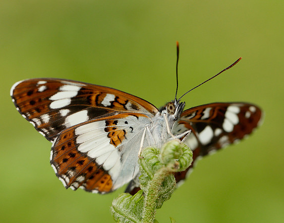 White Admiral Limenitis camilla