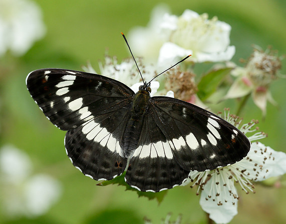 White Admiral Limenitis camilla