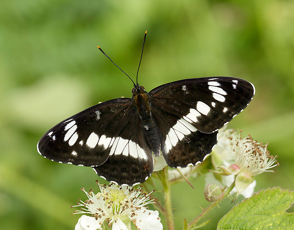 White Admiral Limenitis camilla