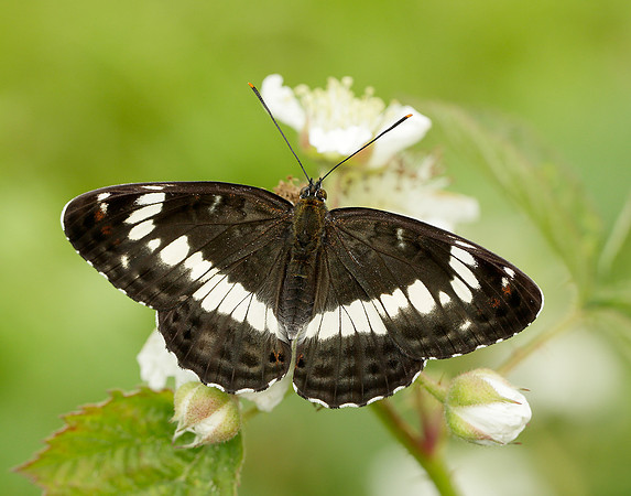 White Admiral Limenitis camilla