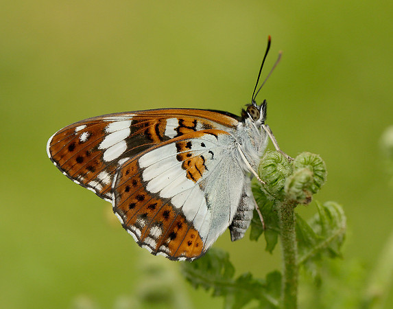 White Admiral Limenitis camilla