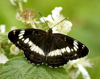 White Admiral Limenitis camilla