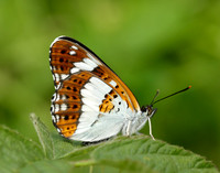 White Admiral Limenitis camilla