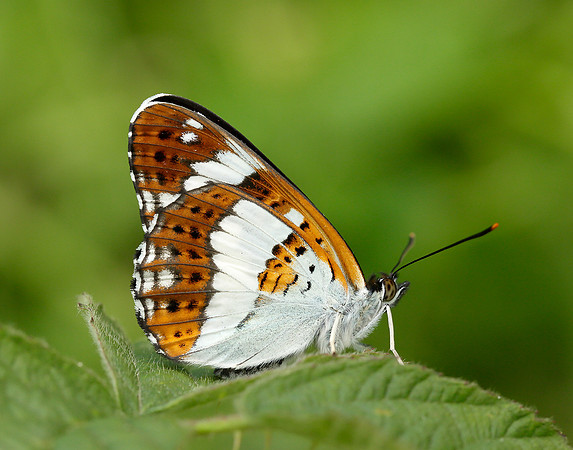White Admiral Limenitis camilla