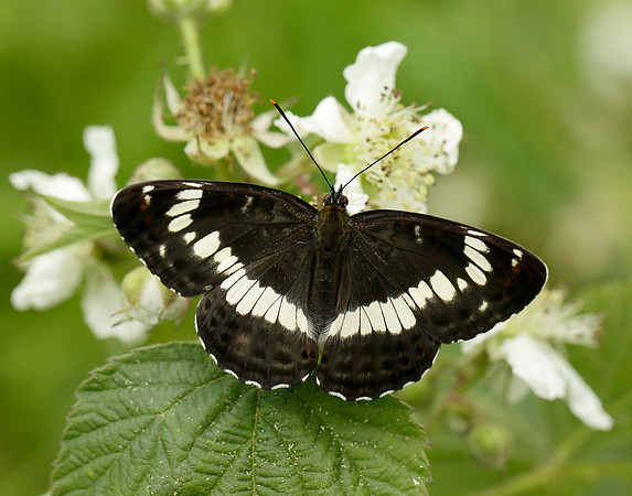 White Admiral Limenitis camilla