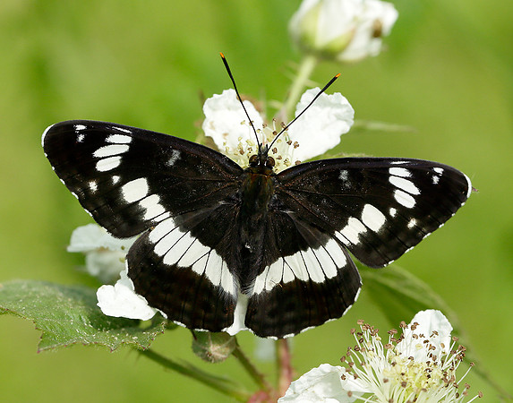 White Admiral Limenitis camilla