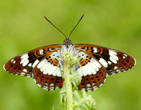 White Admiral Limenitis camilla