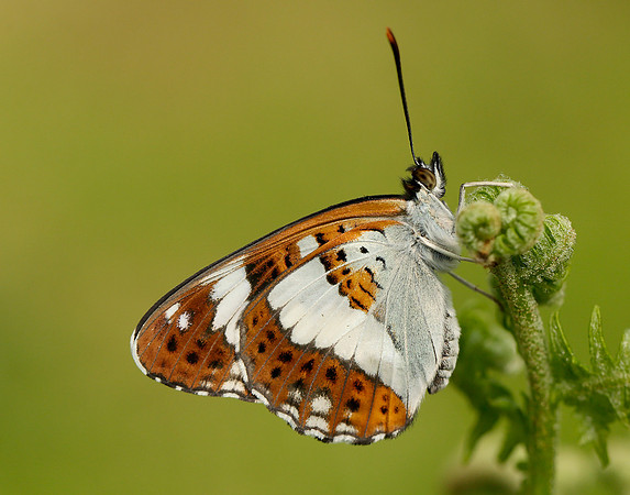 White Admiral Limenitis camilla