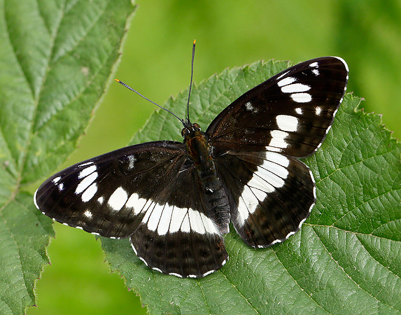 White Admiral Limenitis camilla