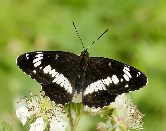 White Admiral Limenitis camilla