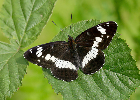 White Admiral Limenitis camilla