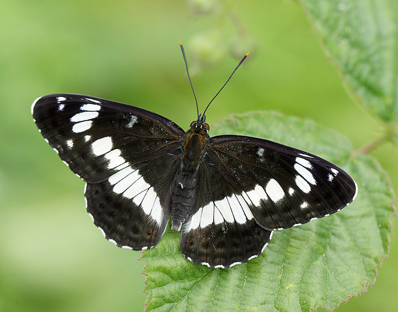 White Admiral Limenitis camilla