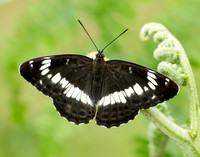 White Admiral Limenitis camilla