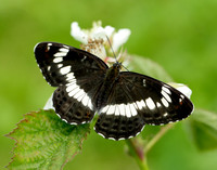 White Admiral Limenitis camilla