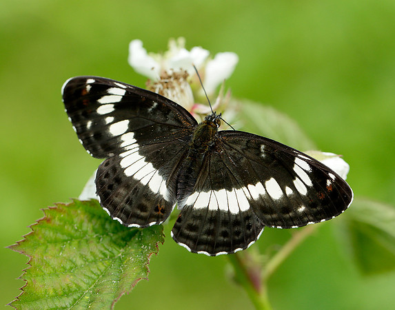 White Admiral Limenitis camilla