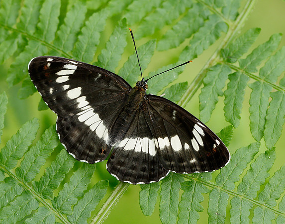 White Admiral Limenitis camilla