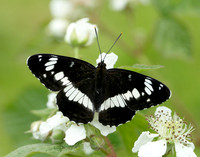 White Admiral Limenitis camilla