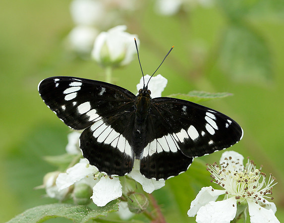 White Admiral Limenitis camilla