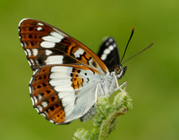 White Admiral Limenitis camilla