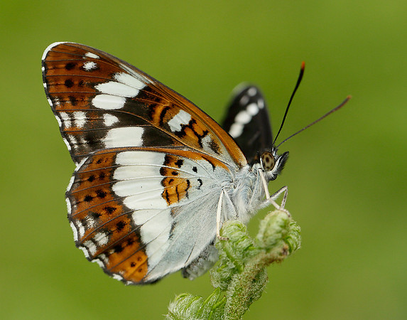 White Admiral Limenitis camilla