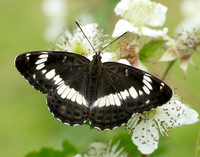 White Admiral Limenitis camilla